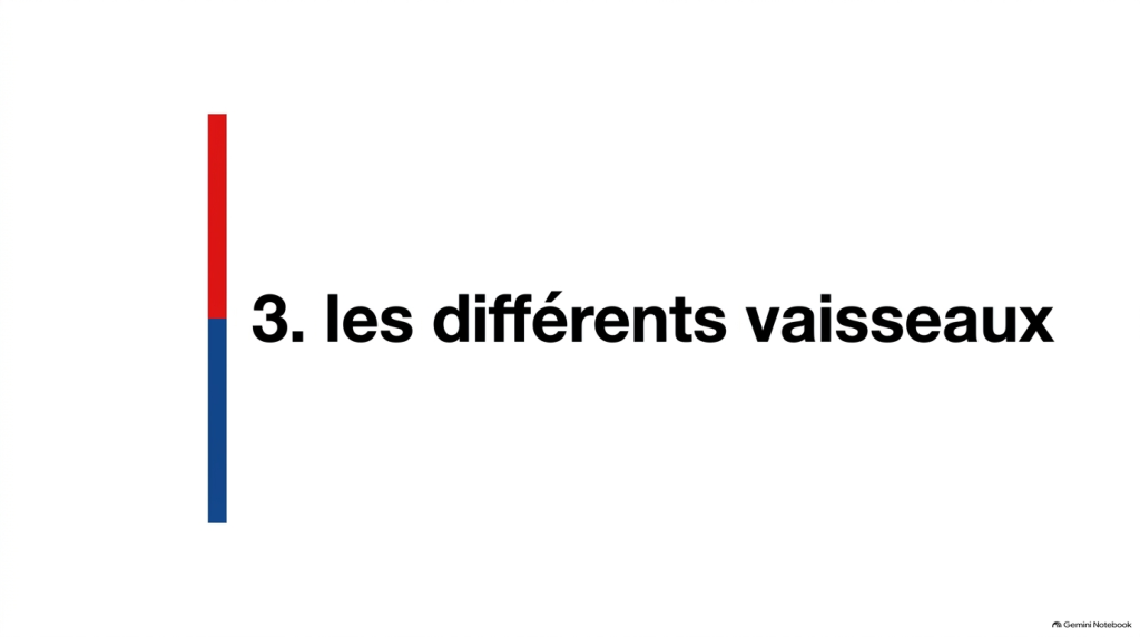 Anatomie du coeur et des vaisseaux_11