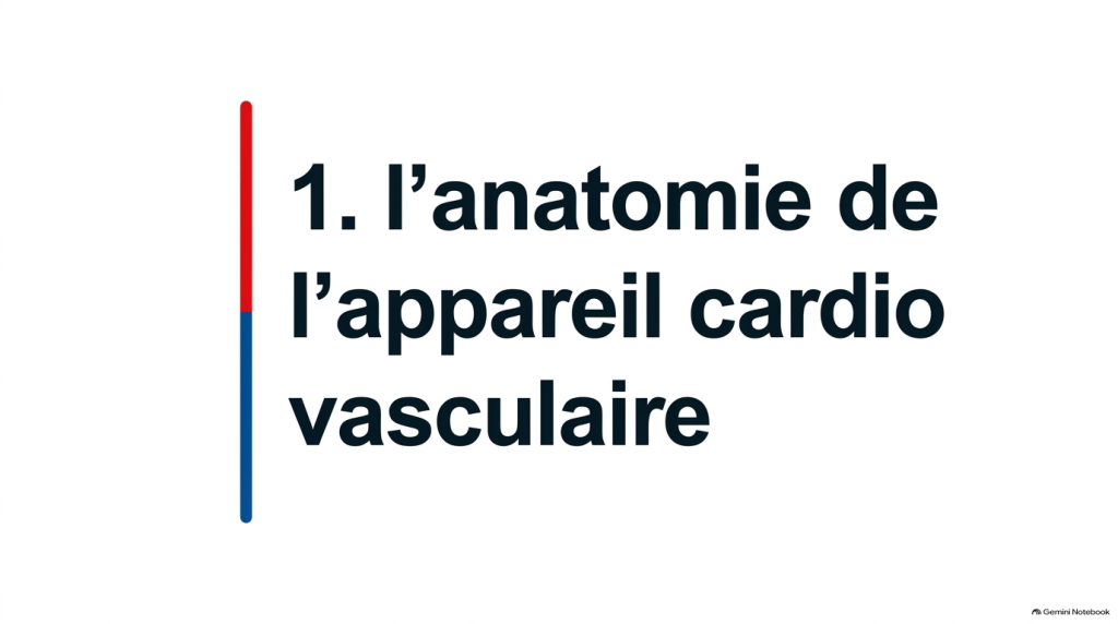 Anatomie du coeur et des vaisseaux_2
