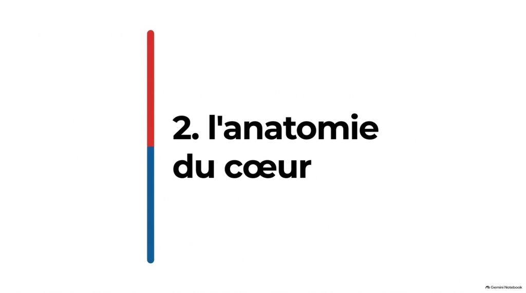 Anatomie du coeur et des vaisseaux_5