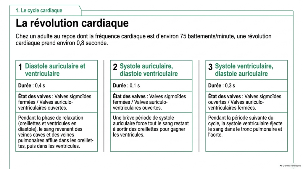 Contraction cardiaque, pression arterielle et anomalies du rythme_2