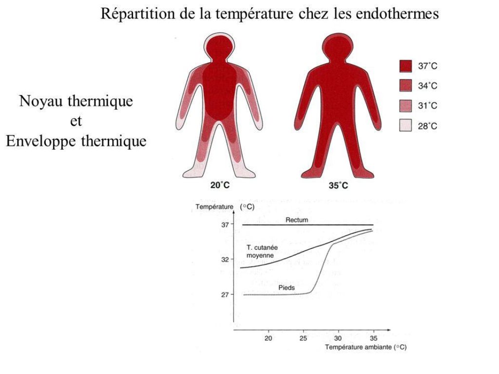 LES PARAMETRES VITAUX ET BIOLOGIQUES Chu Nantes_10