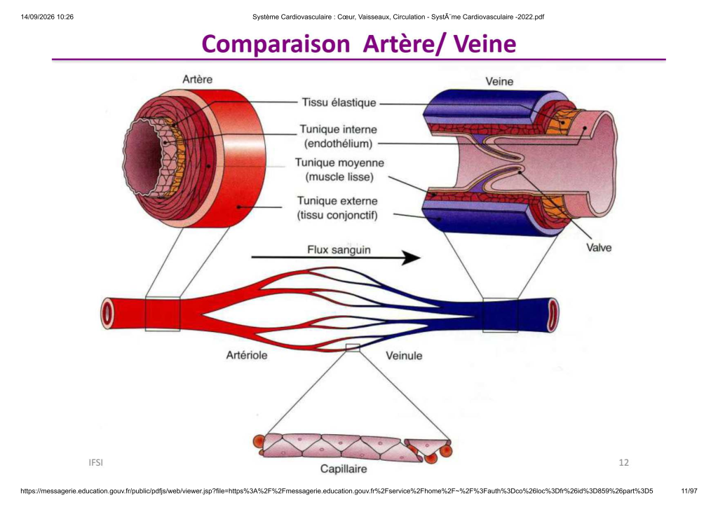 Système Cardiovasculaire _ Cœur, Vaisse...- SystÃ¨me Cardiovasculaire -2022_11