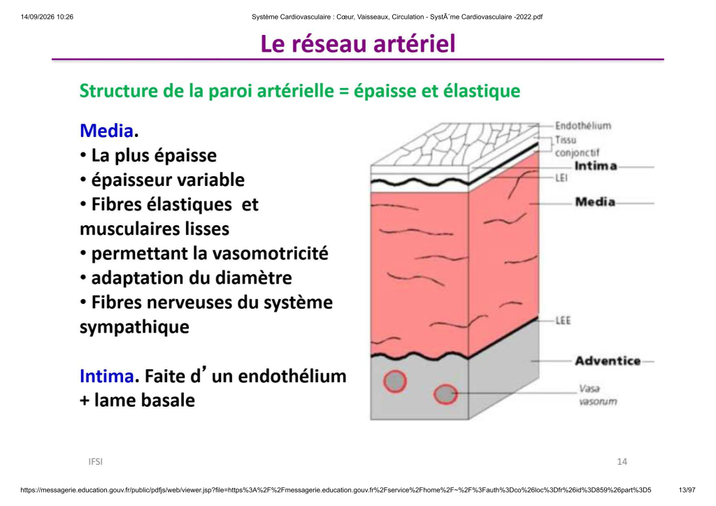 Système Cardiovasculaire _ Cœur, Vaisse...- SystÃ¨me Cardiovasculaire -2022_13
