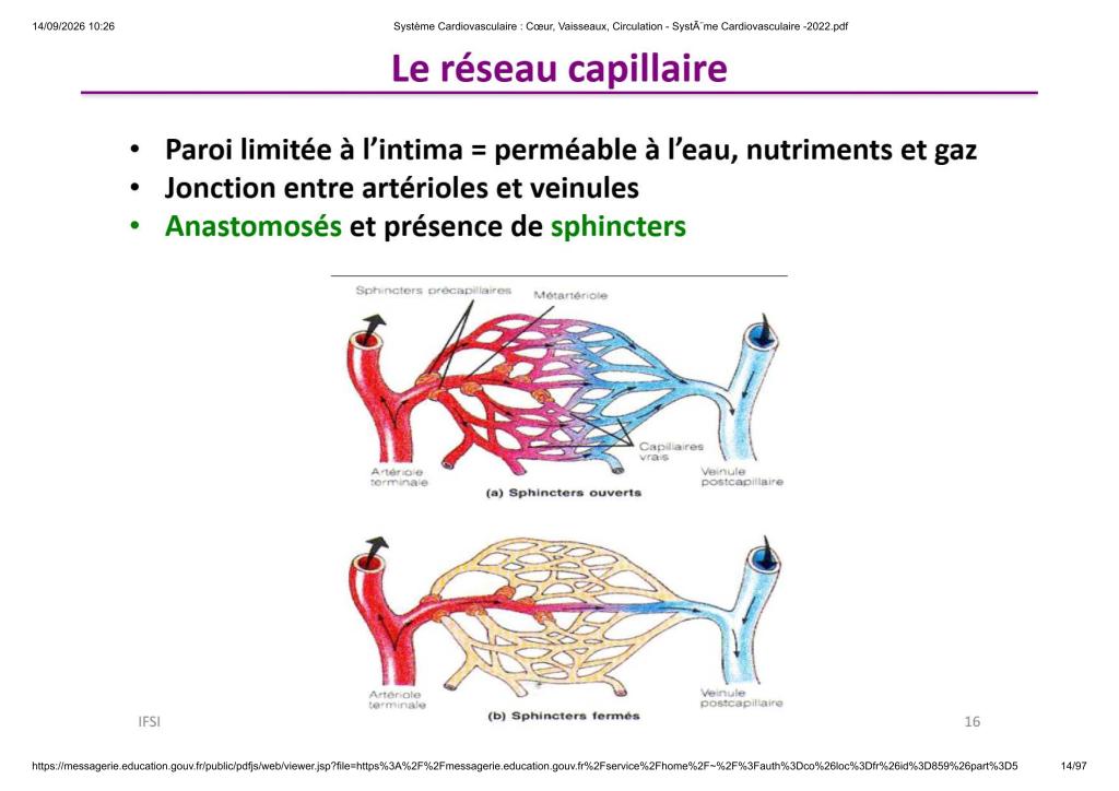 Système Cardiovasculaire _ Cœur, Vaisse...- SystÃ¨me Cardiovasculaire -2022_14
