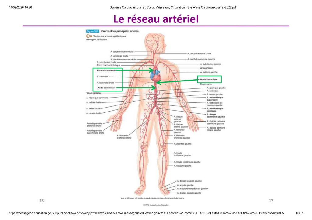 Système Cardiovasculaire _ Cœur, Vaisse...- SystÃ¨me Cardiovasculaire -2022_15