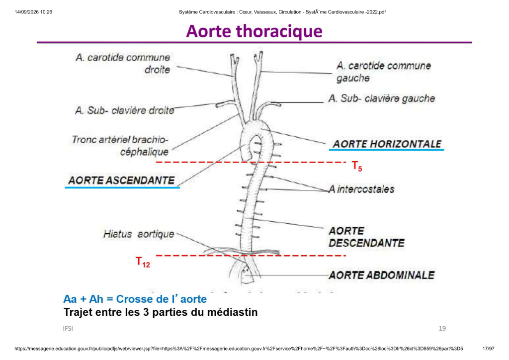 Système Cardiovasculaire _ Cœur, Vaisse...- SystÃ¨me Cardiovasculaire -2022_17