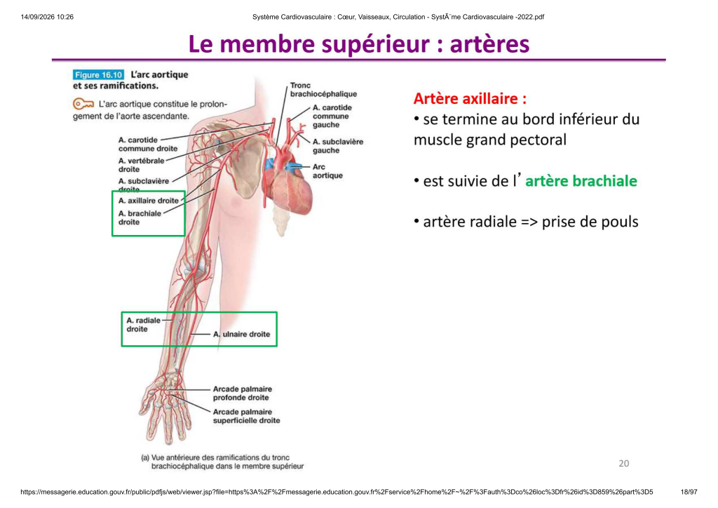 Système Cardiovasculaire _ Cœur, Vaisse...- SystÃ¨me Cardiovasculaire -2022_18