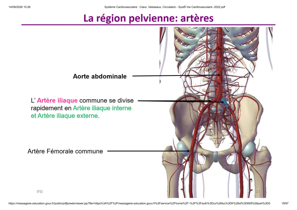 Système Cardiovasculaire _ Cœur, Vaisse...- SystÃ¨me Cardiovasculaire -2022_19
