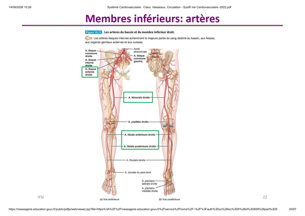 Système Cardiovasculaire _ Cœur, Vaisse...- SystÃ¨me Cardiovasculaire -2022_20