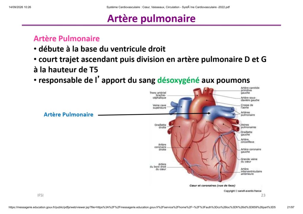 Système Cardiovasculaire _ Cœur, Vaisse...- SystÃ¨me Cardiovasculaire -2022_21