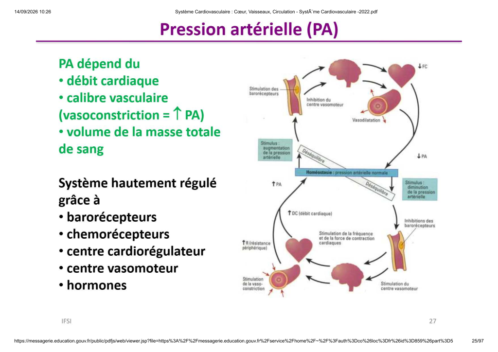 Système Cardiovasculaire _ Cœur, Vaisse...- SystÃ¨me Cardiovasculaire -2022_25
