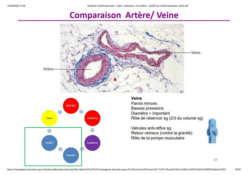 Système Cardiovasculaire _ Cœur, Vaisse...- SystÃ¨me Cardiovasculaire -2022_26