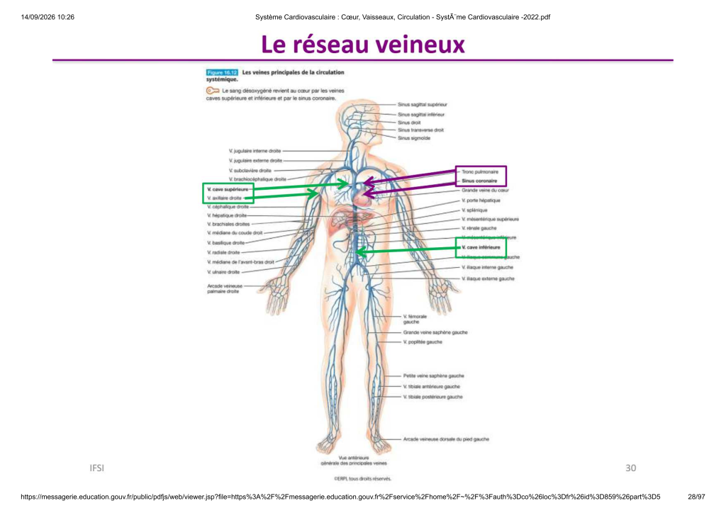 Système Cardiovasculaire _ Cœur, Vaisse...- SystÃ¨me Cardiovasculaire -2022_28