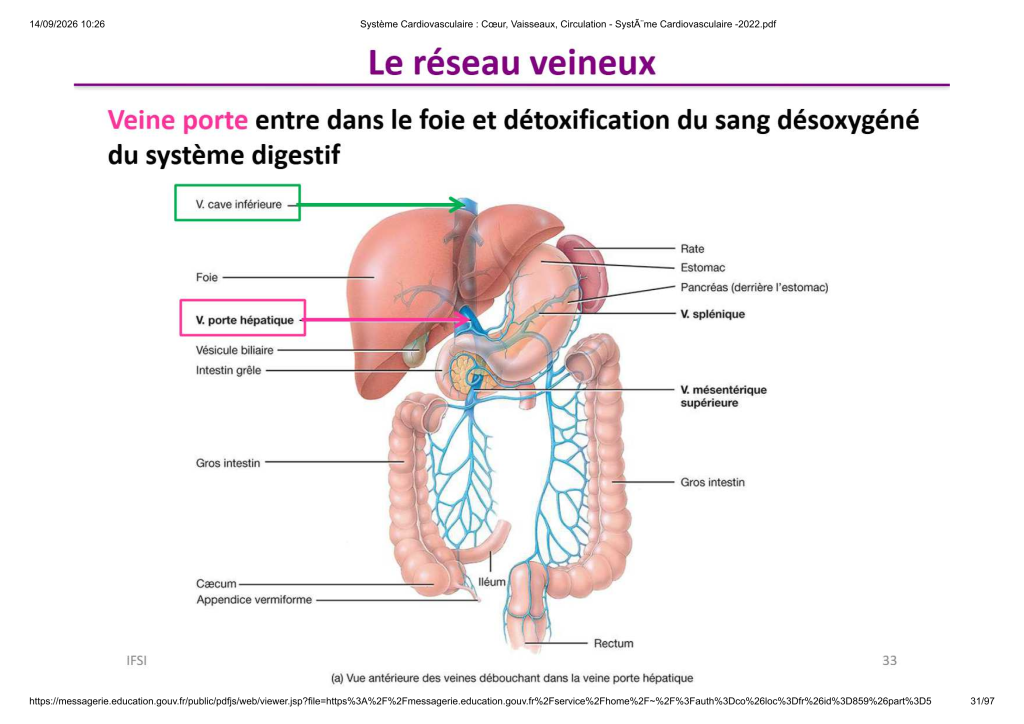 Système Cardiovasculaire _ Cœur, Vaisse...- SystÃ¨me Cardiovasculaire -2022_31