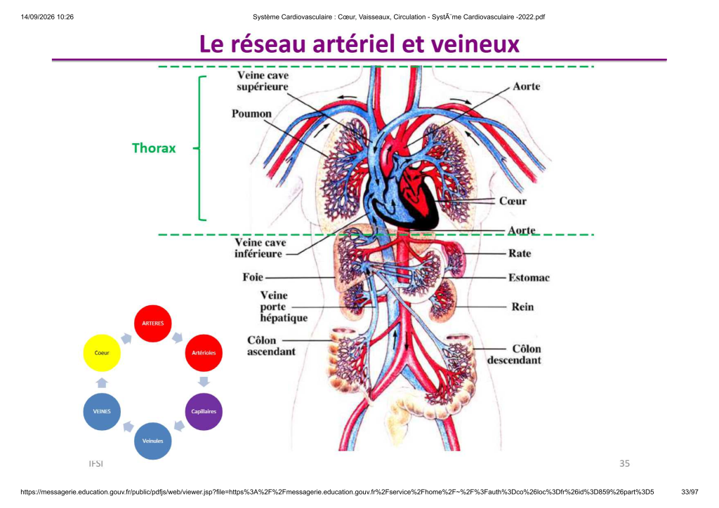 Système Cardiovasculaire _ Cœur, Vaisse...- SystÃ¨me Cardiovasculaire -2022_33