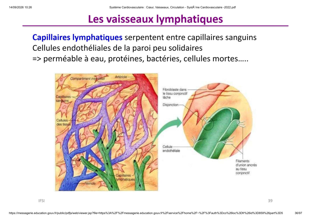 Système Cardiovasculaire _ Cœur, Vaisse...- SystÃ¨me Cardiovasculaire -2022_36
