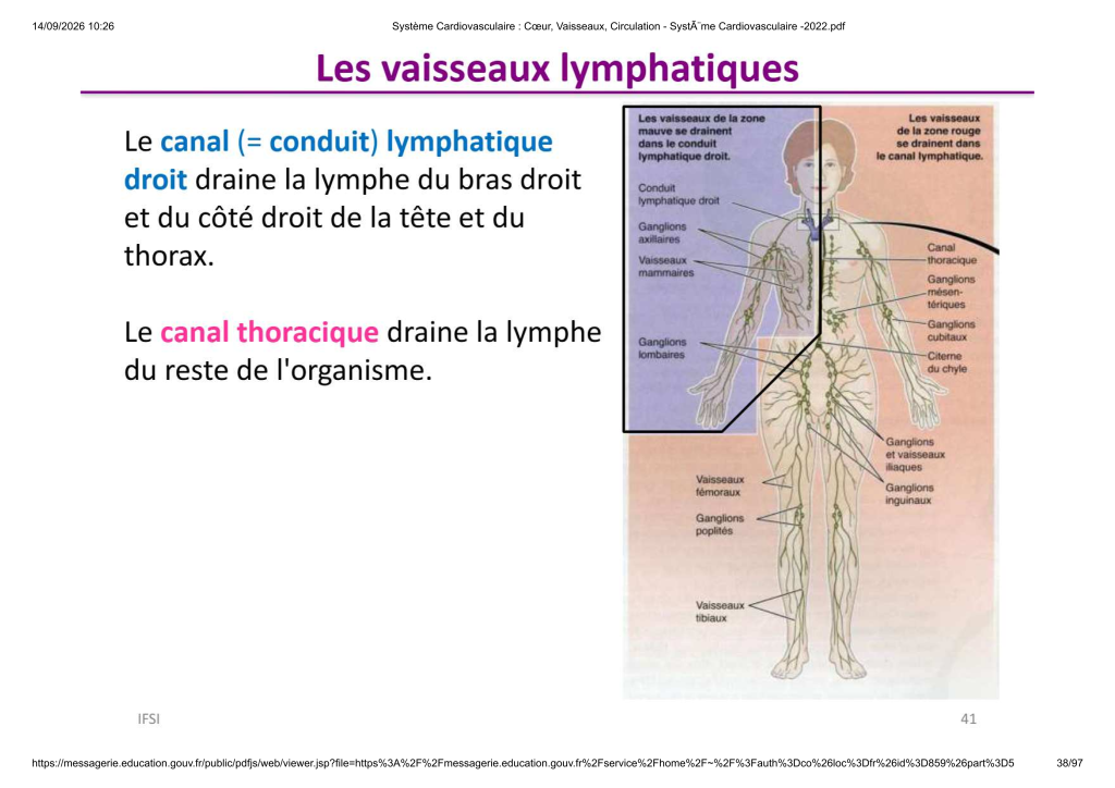 Système Cardiovasculaire _ Cœur, Vaisse...- SystÃ¨me Cardiovasculaire -2022_38