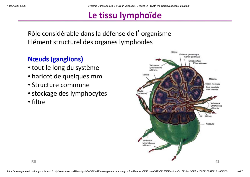 Système Cardiovasculaire _ Cœur, Vaisse...- SystÃ¨me Cardiovasculaire -2022_40
