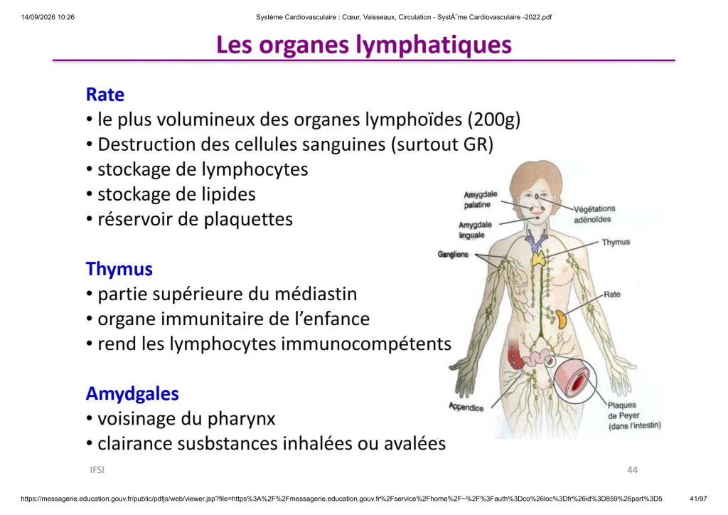 Système Cardiovasculaire _ Cœur, Vaisse...- SystÃ¨me Cardiovasculaire -2022_41