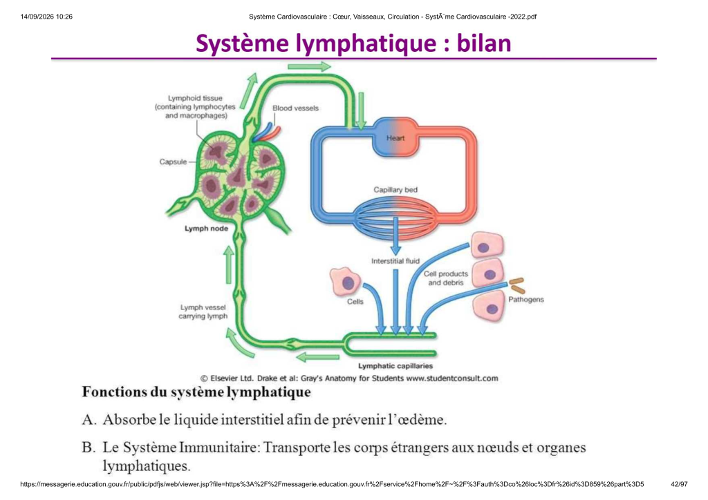 Système Cardiovasculaire _ Cœur, Vaisse...- SystÃ¨me Cardiovasculaire -2022_42