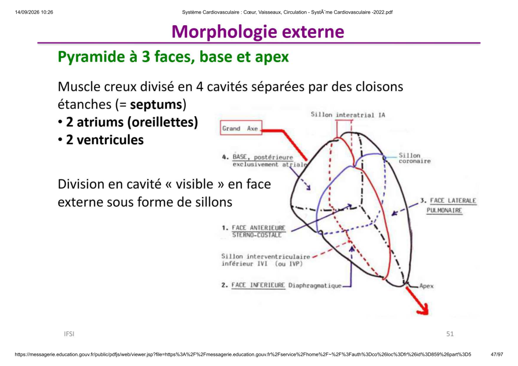 Système Cardiovasculaire _ Cœur, Vaisse...- SystÃ¨me Cardiovasculaire -2022_47