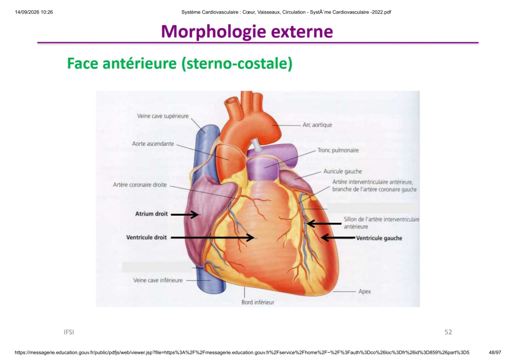 Système Cardiovasculaire _ Cœur, Vaisse...- SystÃ¨me Cardiovasculaire -2022_48