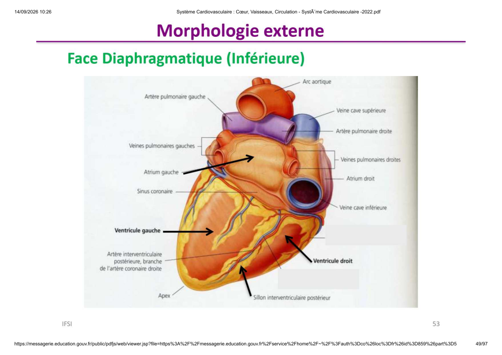 Système Cardiovasculaire _ Cœur, Vaisse...- SystÃ¨me Cardiovasculaire -2022_49