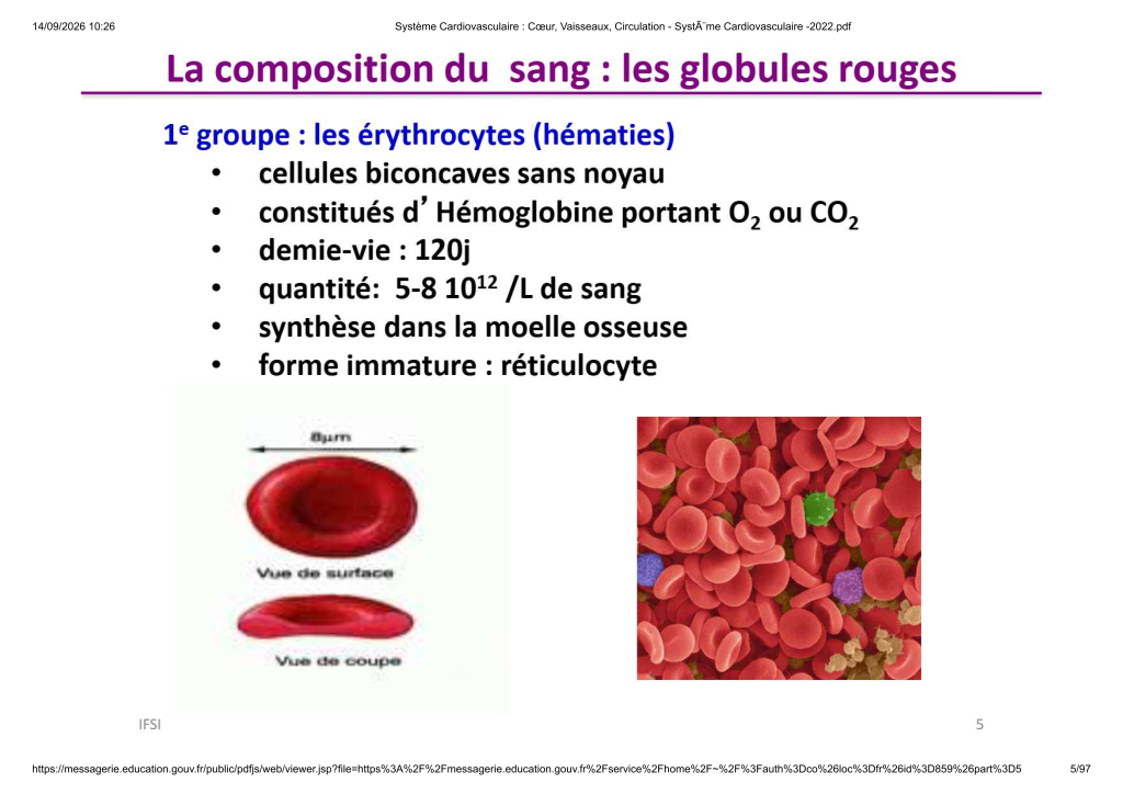 Système Cardiovasculaire _ Cœur, Vaisse...- SystÃ¨me Cardiovasculaire -2022_5