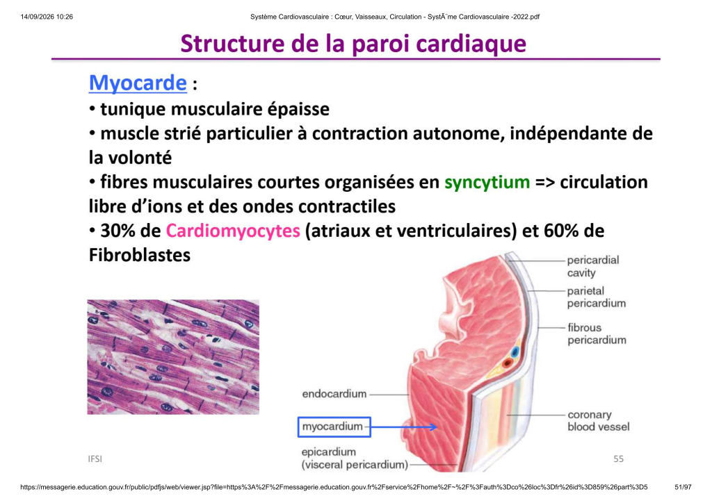 Système Cardiovasculaire _ Cœur, Vaisse...- SystÃ¨me Cardiovasculaire -2022_51
