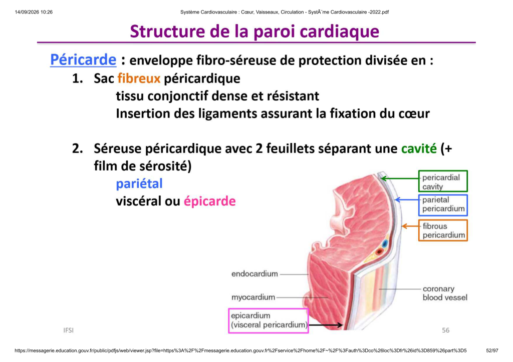 Système Cardiovasculaire _ Cœur, Vaisse...- SystÃ¨me Cardiovasculaire -2022_52