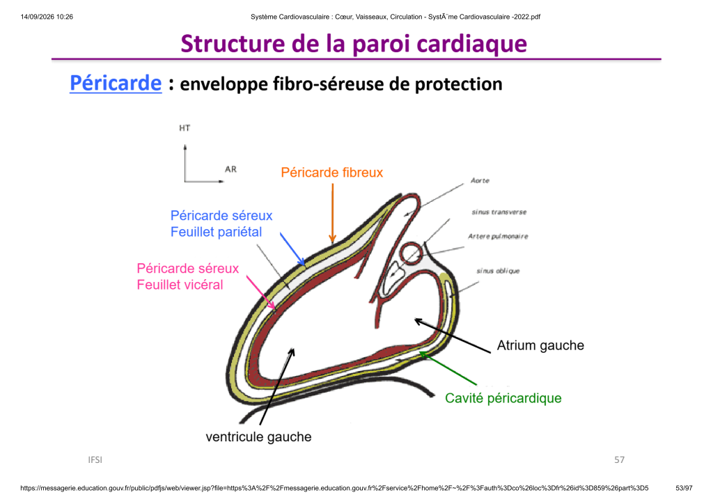 Système Cardiovasculaire _ Cœur, Vaisse...- SystÃ¨me Cardiovasculaire -2022_53