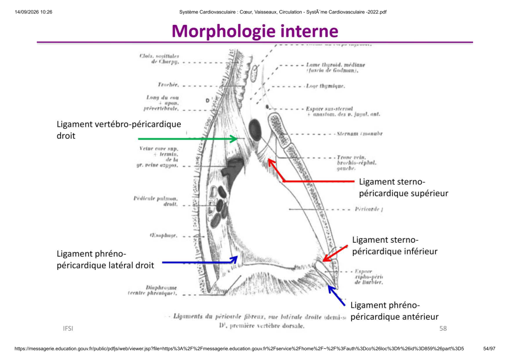 Système Cardiovasculaire _ Cœur, Vaisse...- SystÃ¨me Cardiovasculaire -2022_54