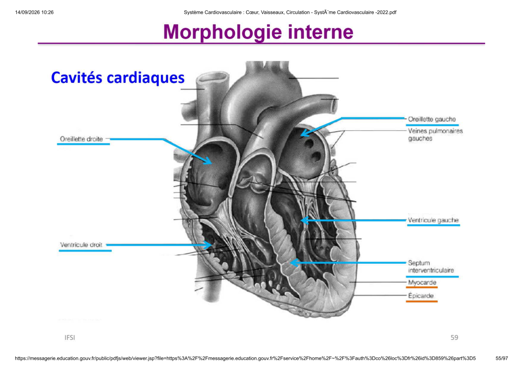 Système Cardiovasculaire _ Cœur, Vaisse...- SystÃ¨me Cardiovasculaire -2022_55