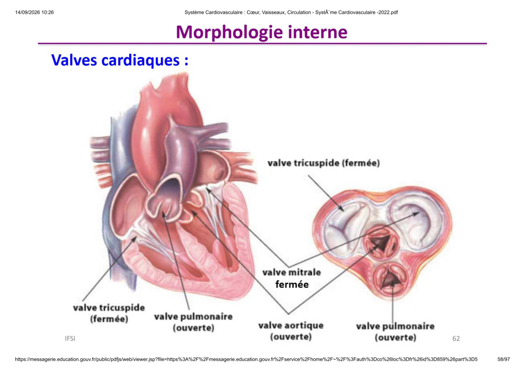 Système Cardiovasculaire _ Cœur, Vaisse...- SystÃ¨me Cardiovasculaire -2022_58