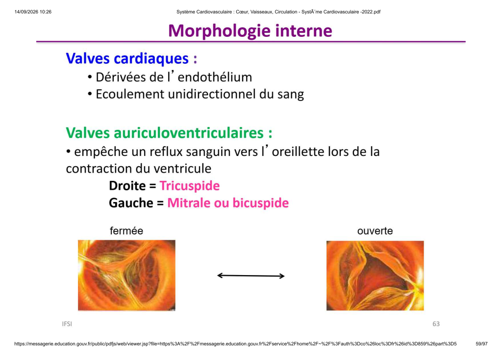 Système Cardiovasculaire _ Cœur, Vaisse...- SystÃ¨me Cardiovasculaire -2022_59