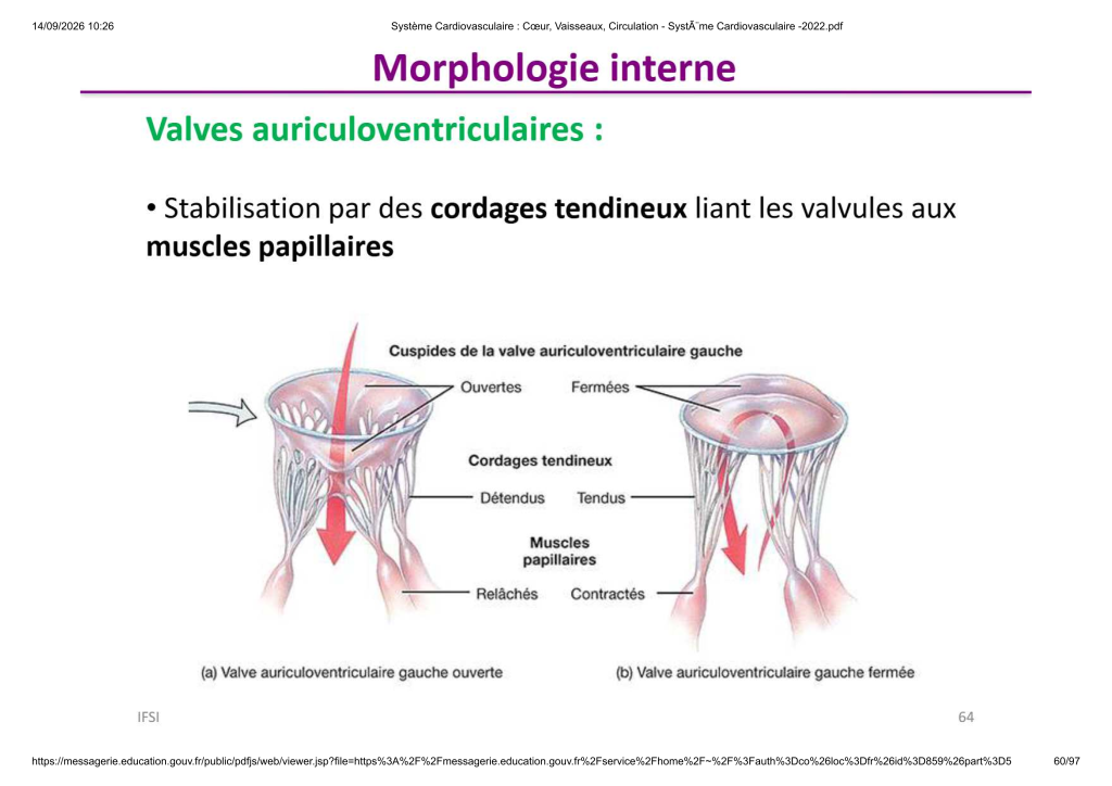 Système Cardiovasculaire _ Cœur, Vaisse...- SystÃ¨me Cardiovasculaire -2022_60