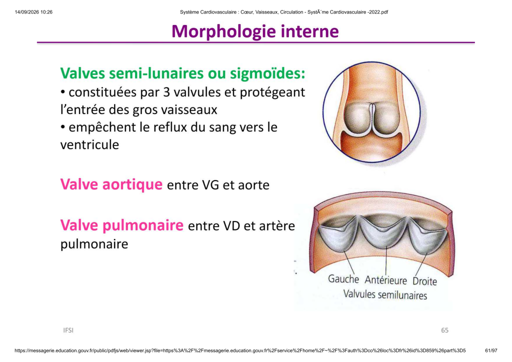 Système Cardiovasculaire _ Cœur, Vaisse...- SystÃ¨me Cardiovasculaire -2022_61