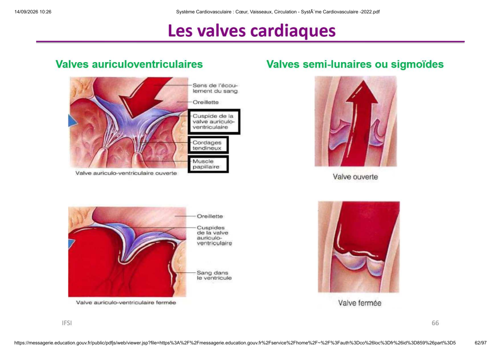 Système Cardiovasculaire _ Cœur, Vaisse...- SystÃ¨me Cardiovasculaire -2022_62