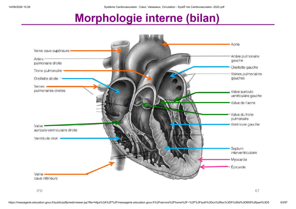 Système Cardiovasculaire _ Cœur, Vaisse...- SystÃ¨me Cardiovasculaire -2022_63