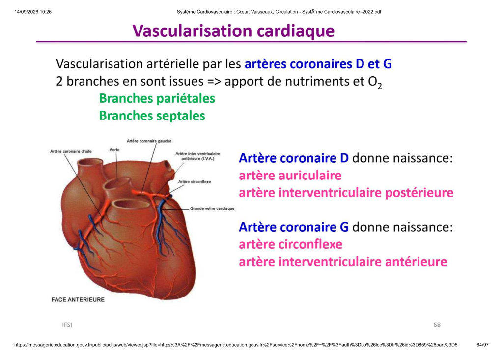 Système Cardiovasculaire _ Cœur, Vaisse...- SystÃ¨me Cardiovasculaire -2022_64