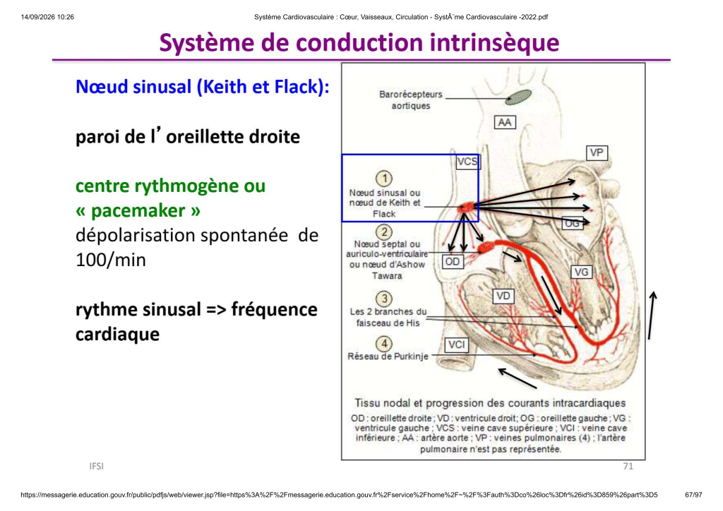 Système Cardiovasculaire _ Cœur, Vaisse...- SystÃ¨me Cardiovasculaire -2022_67