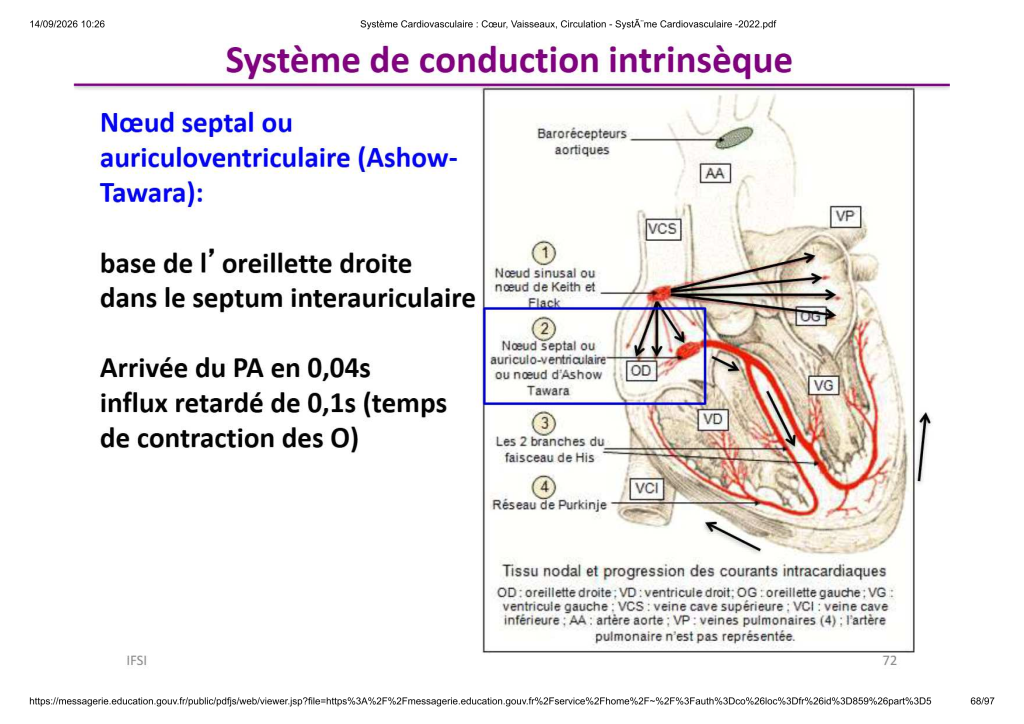 Système Cardiovasculaire _ Cœur, Vaisse...- SystÃ¨me Cardiovasculaire -2022_68