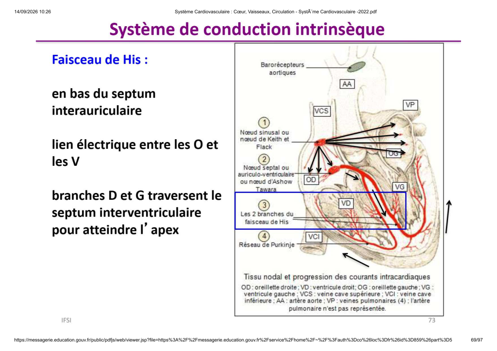 Système Cardiovasculaire _ Cœur, Vaisse...- SystÃ¨me Cardiovasculaire -2022_69