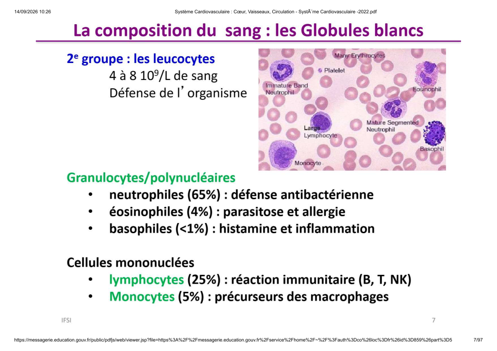 Système Cardiovasculaire _ Cœur, Vaisse...- SystÃ¨me Cardiovasculaire -2022_7