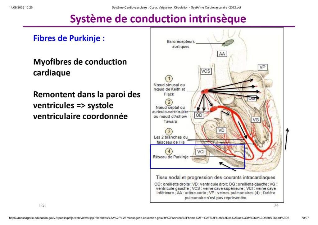 Système Cardiovasculaire _ Cœur, Vaisse...- SystÃ¨me Cardiovasculaire -2022_70