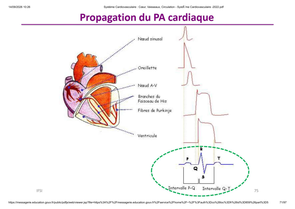 Système Cardiovasculaire _ Cœur, Vaisse...- SystÃ¨me Cardiovasculaire -2022_71
