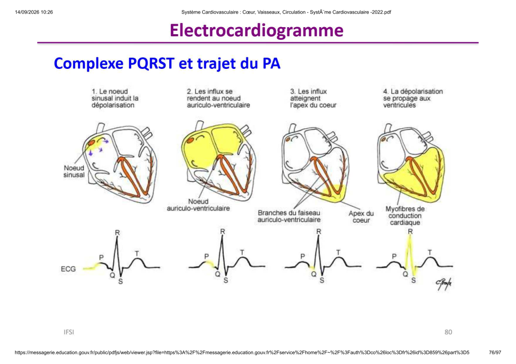 Système Cardiovasculaire _ Cœur, Vaisse...- SystÃ¨me Cardiovasculaire -2022_76
