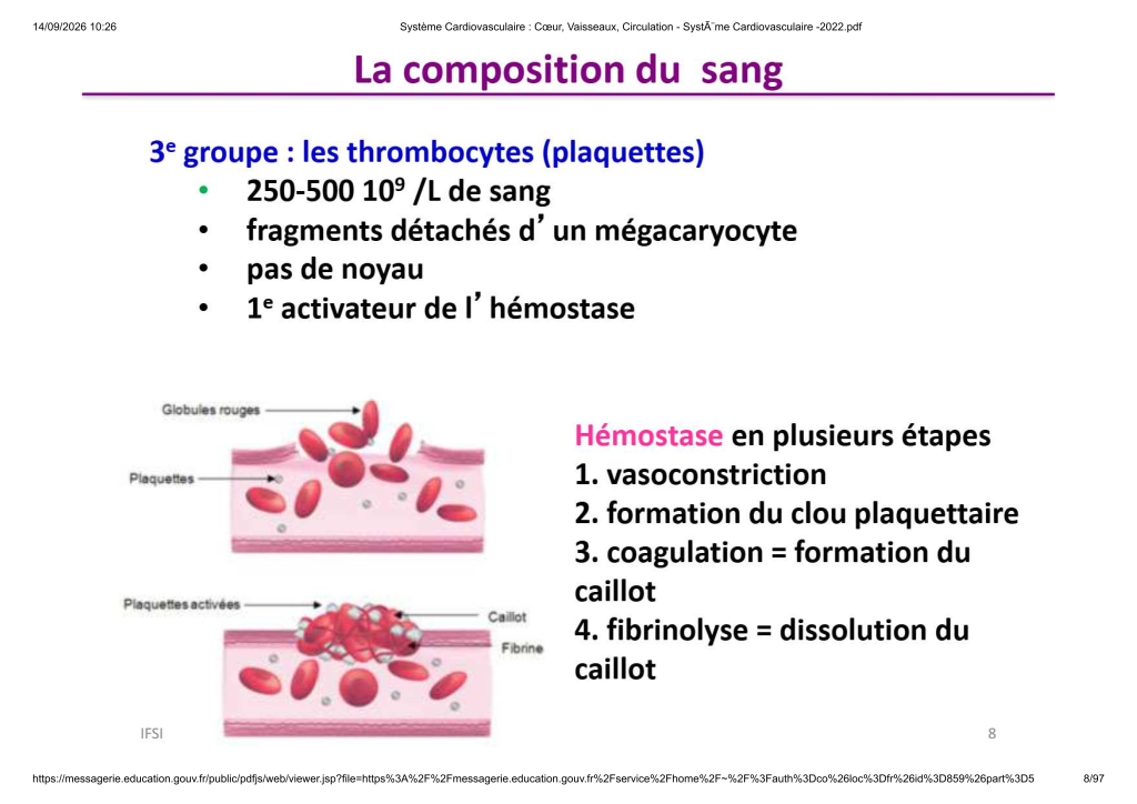 Système Cardiovasculaire _ Cœur, Vaisse...- SystÃ¨me Cardiovasculaire -2022_8