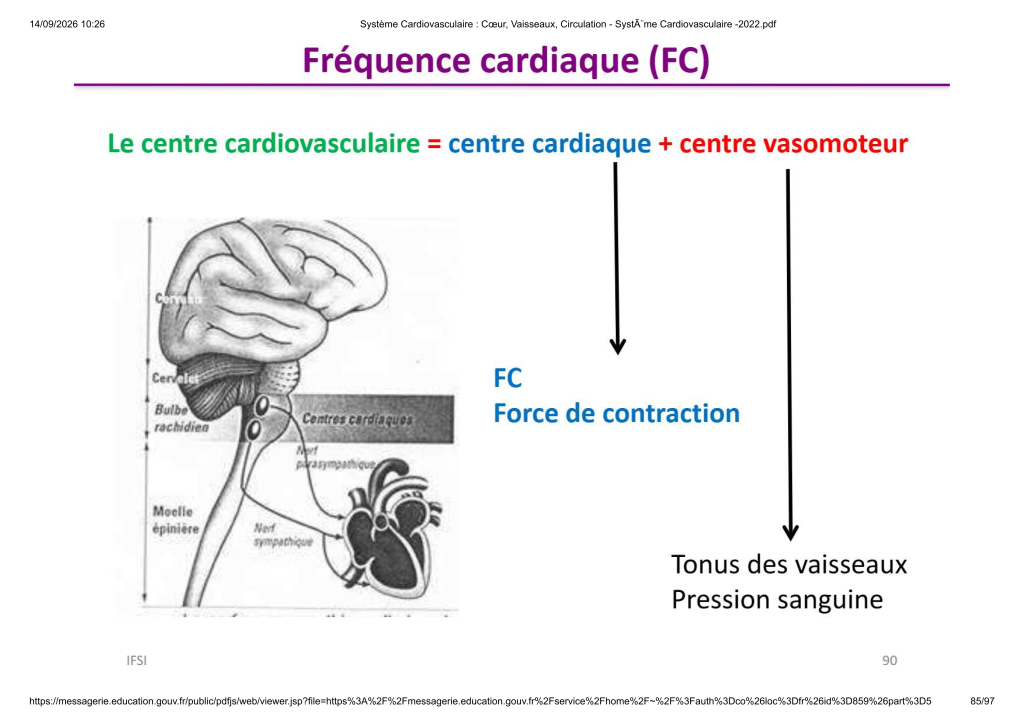 Système Cardiovasculaire _ Cœur, Vaisse...- SystÃ¨me Cardiovasculaire -2022_85