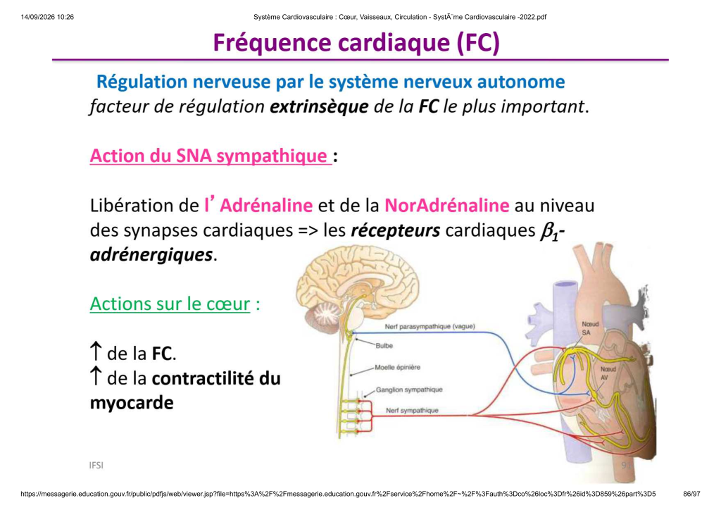 Système Cardiovasculaire _ Cœur, Vaisse...- SystÃ¨me Cardiovasculaire -2022_86